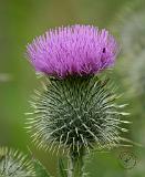 Thistle 9Y032D-008